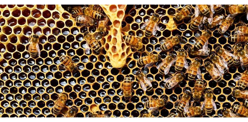 Waarom zijn Bijen Belangrijk?
